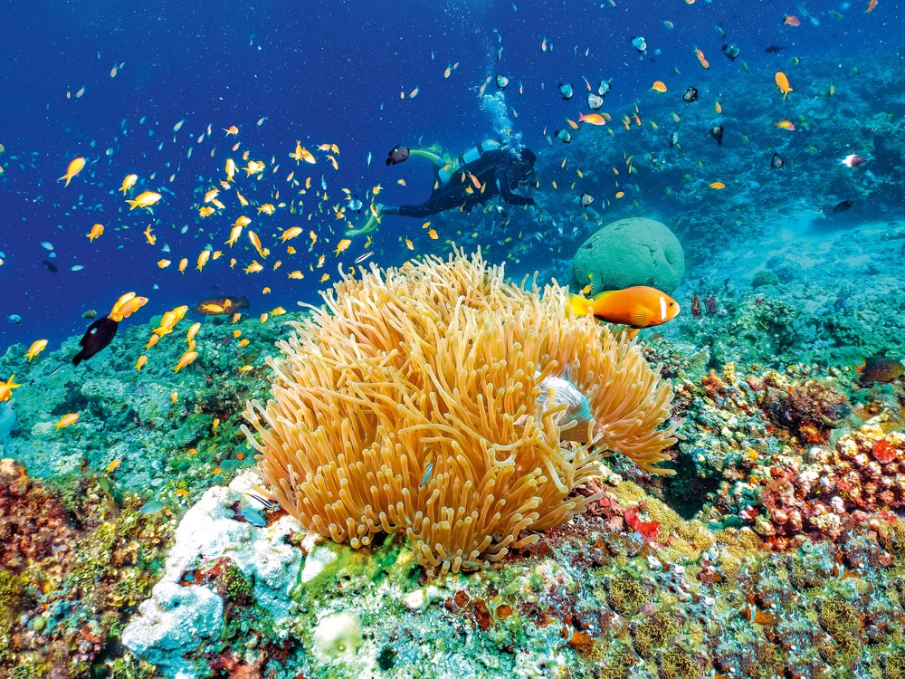 A beautiful coral reef with a sea anemone, colorful fish and diver in the Maldives iStock-SHansche