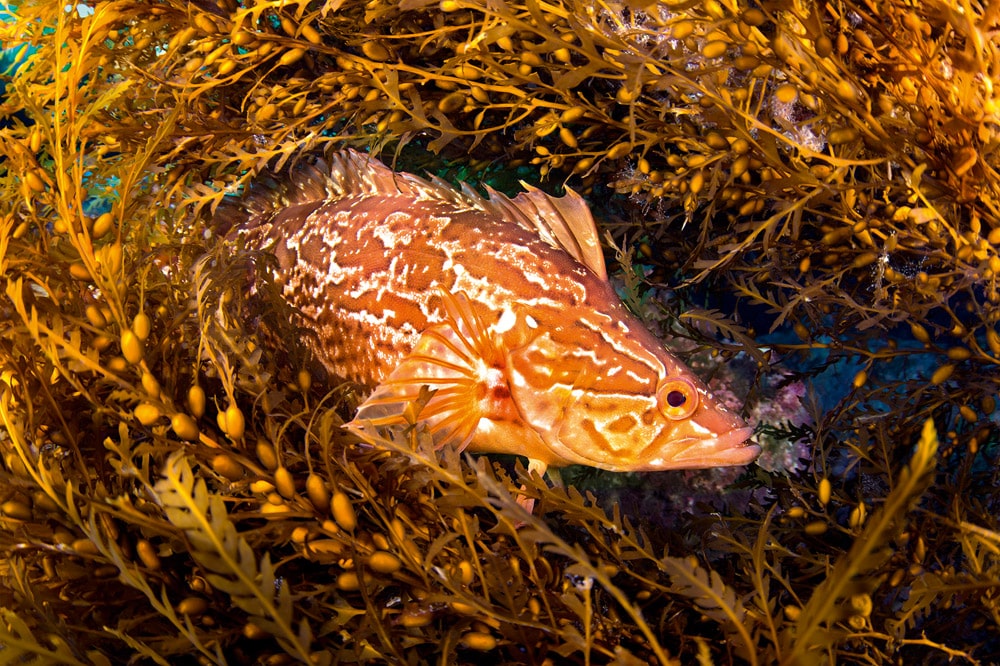 A kelpfish hiding in Sargassum uses these algae to blend in and hide from predators - © iStock-Joe Belanger. 