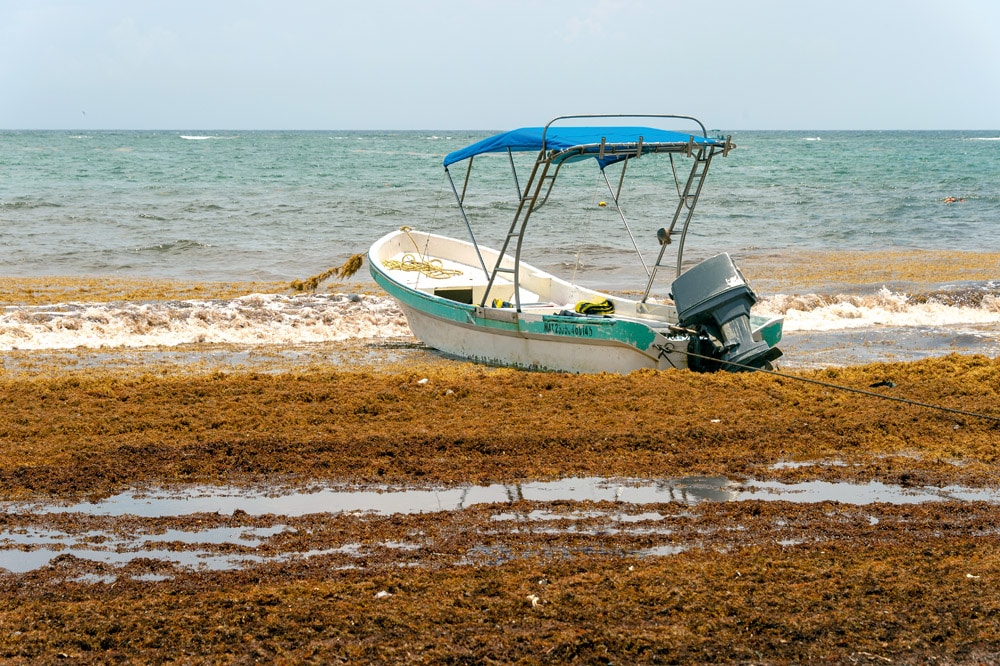 Boat surrounded by Sargassum seaweed at Tulum Beach, Mexico - © iStock-Marc Bruxelle