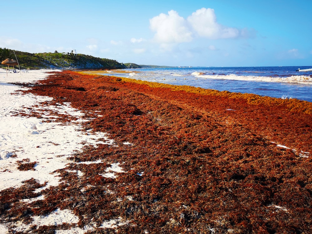 The continued presence of sargassum seaweed on the beaches of Mexico continues is of concern to many travelers as it blankets the shoreline. - © iStock-Samantha Haebich