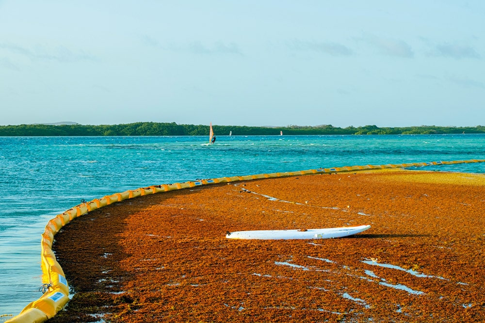 Floating barrier collecting seaweed - © iStock-Flavio Vallenari