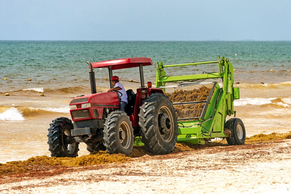 Workers are removing Sargassum seaweed from the beach at Playa Paraiso with a Barber Surf Rake Beach Cleaner - © iStock-Marc Bruxelle